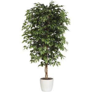 kaiserkraft Ficus benjamina, Naturstamm, mit Keramiktopf, Höhe 1200 mm