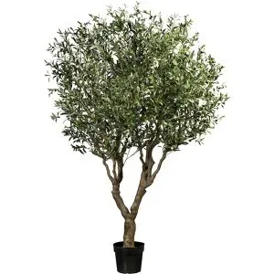 kaiserkraft Olivenbaum, 12 Äste, Topf 280 x 230 mm, Höhe 2400 mm