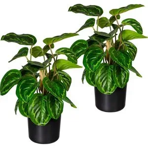 kaiserkraft Maranta, VE 2 Stk, Höhe 450 mm, im Kunststofftopf mit Erde