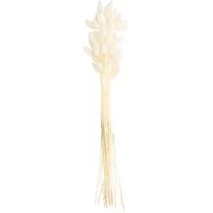 Lagurus-Gras, gebleicht, 50?60 cm, 35?45 Stück