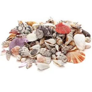Echte Muschelschalen, 1?6 cm, 1 kg
