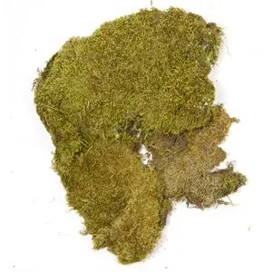Echte Moosplatten, 100 g