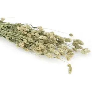 Echtes Phalaris, natur