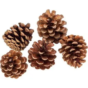 Kiefernzapfenmix, braun, 250 g