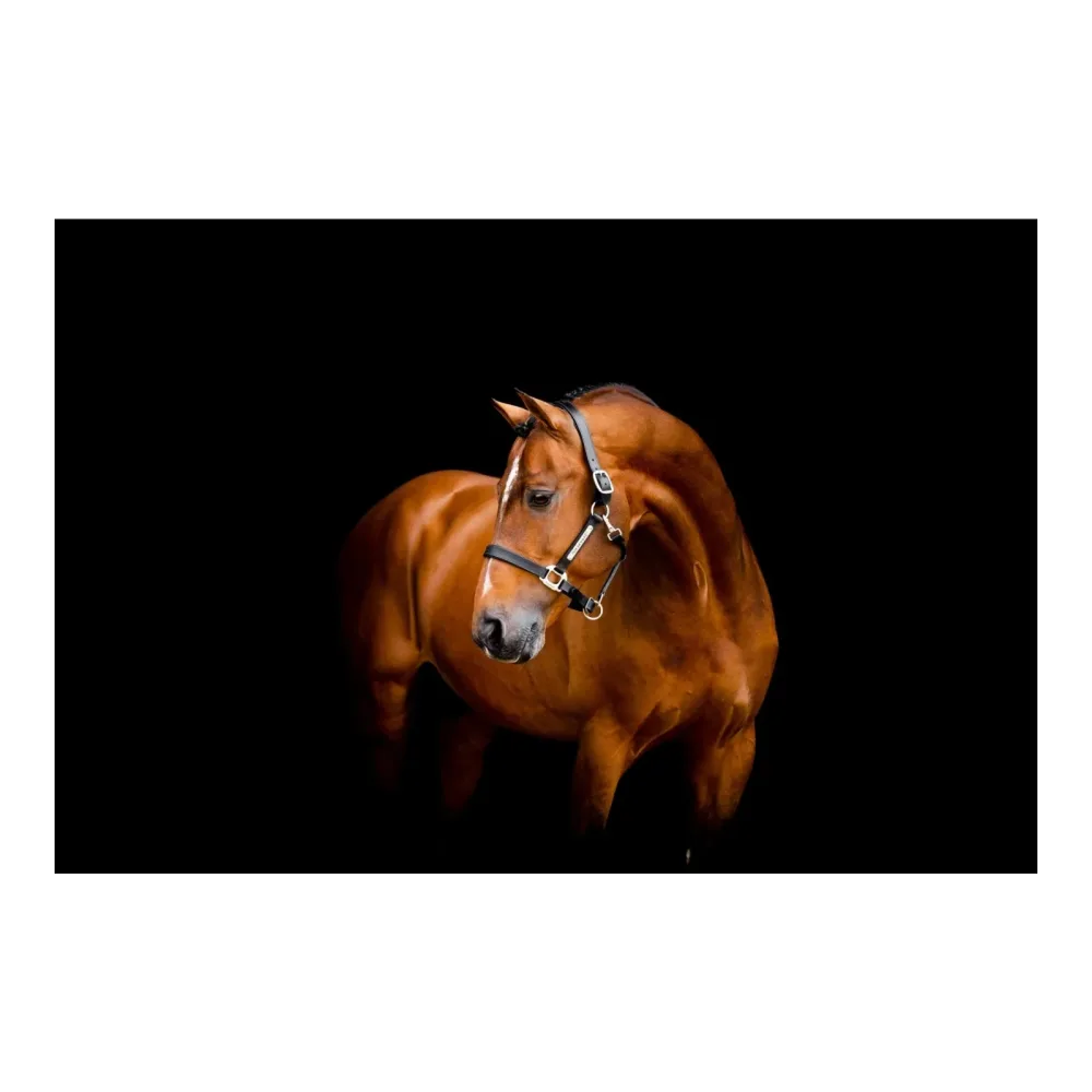 Horseware Lederhalfter Signature - Black -  Farbe: Black, Grösse Halfter: Cob