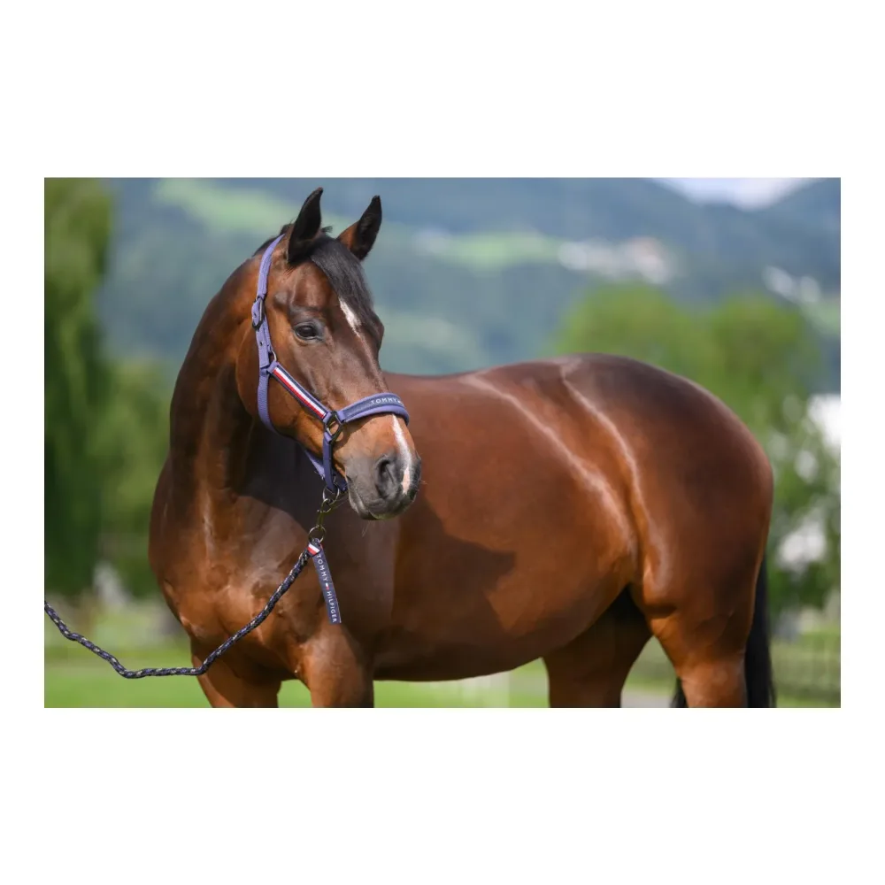 Tommy Hilfiger Equestrian Yale Set Halfter Führstrick - Faded Indigo -  Grösse: Cob, Farbe: Faded Indigo