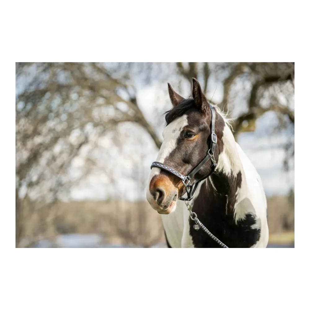 Soulhorse Lederhalfter Pearls - Blau/Türkis -  Grösse: X-Full, Farbe: Blau/Türkis