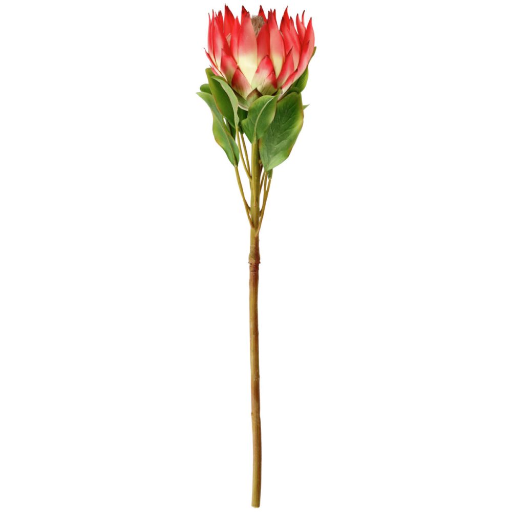 VEGA Protea Maaret; 70x11 cm (LxB); weiss/rosa/grün