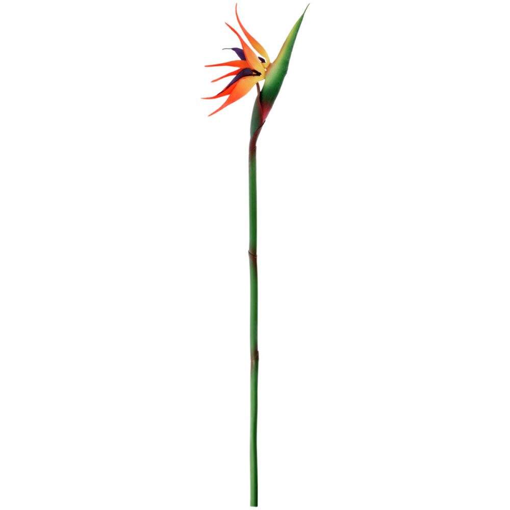 VEGA Strelizie Machi; 81x22 cm (LxB); orange/gelb/grün
