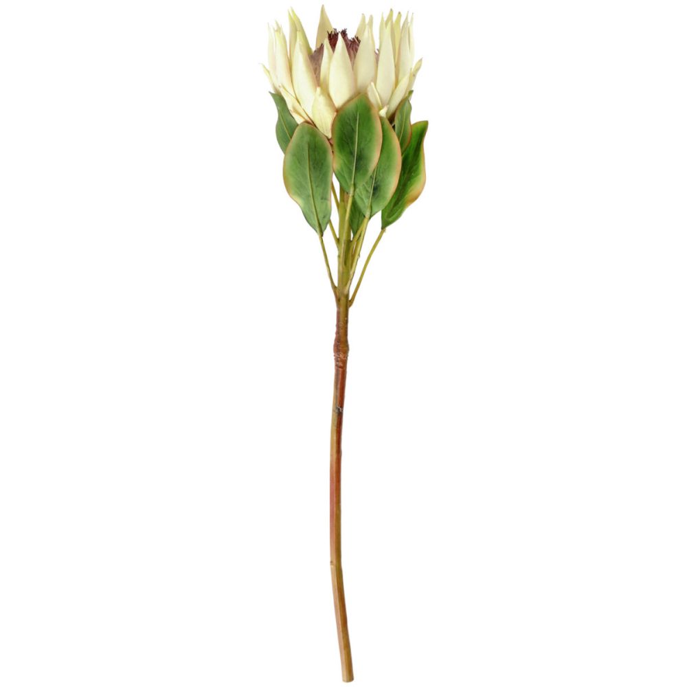VEGA Protea Maaret; 70x11 cm (LxB); weiss/grün