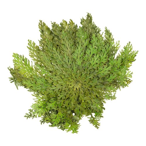undefined, Rose von Jericho