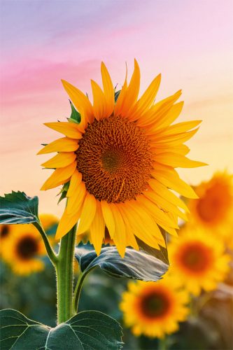 ABC Gl&uuml;ckwunschkarte Blanko B6 51819 Sonnenblumen