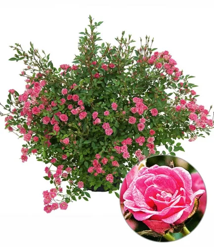 Lilly Rose® 'Wonder5'