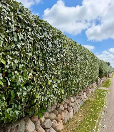 undefined, Immergrüne Ölweide 'Compacta'