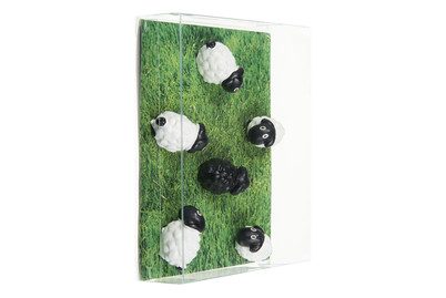trendform, TRENDFORM Magnete SHEEP FA3737 6er Set assortiert