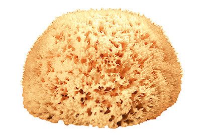 Diaqua, Diaqua - Naturschwamm, One Size, Gelb