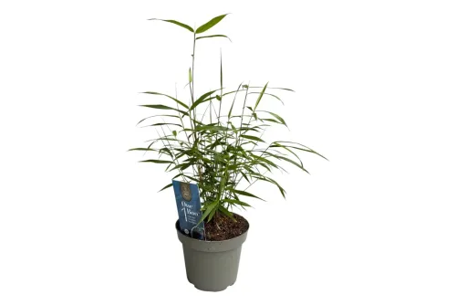 Jardin Royal, Bambus blaustielig 3er-Set