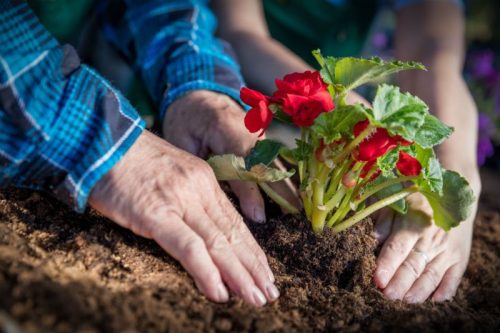 Gartenerden für Blumen torffrei