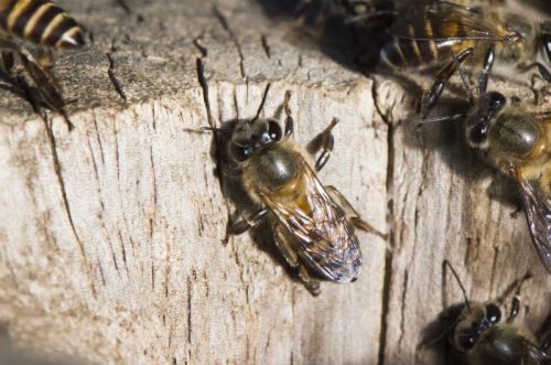 Welt Bienen Tag – Insektenhotel