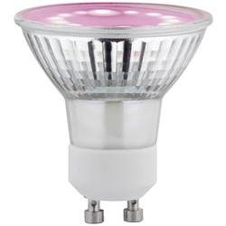Paulmann LED-Pflanzenlampe Wachstum 230 V GU10 3.5 W Bernstein 1 St.