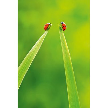 ABC, ABC Gl&uuml;ckwunschkarte Blanko B6 51806 Marienk&auml;fer