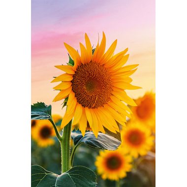 ABC, ABC Gl&uuml;ckwunschkarte Blanko B6 51819 Sonnenblumen