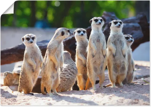 Artland, Artland Poster "Erdmännchenfamilie" Wildtiere 1 Stk. tlg. ohne Rahmen