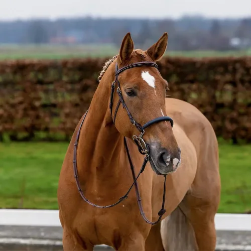 Trust, Trust Hickstead Hackamore Trense