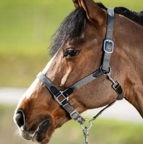 HFI, HFI Nylonhalfter mit Neopren und Lederunterlage Smart
