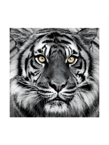 image LAND, image LAND Bild Tiger in Schwarz und Weiss  | Schubiger Möbel