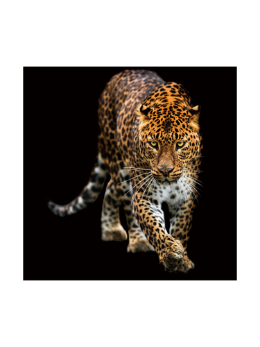 image LAND, image LAND Digitaldruck auf Glas Schleichender Leopard  | Schubiger Möbel