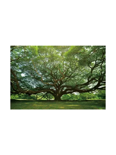 image LAND, image LAND Digitaldruck auf Glas Gigantischer Baum  | Schubiger Möbel
