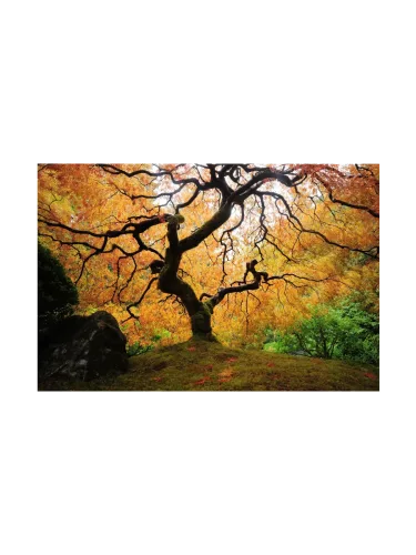 image LAND, image LAND Digitaldruck auf Glas Der Baum  | Schubiger Möbel