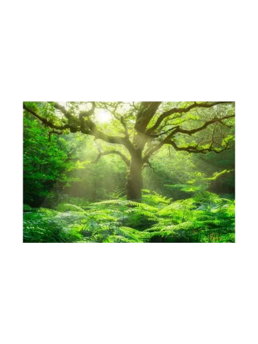 image LAND, image LAND Digitaldruck auf Glas Baum im Wald  | Schubiger Möbel
