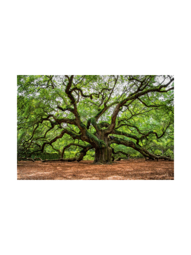 image LAND, image LAND Digitaldruck auf Glas Verzweigter Baum  | Schubiger Möbel