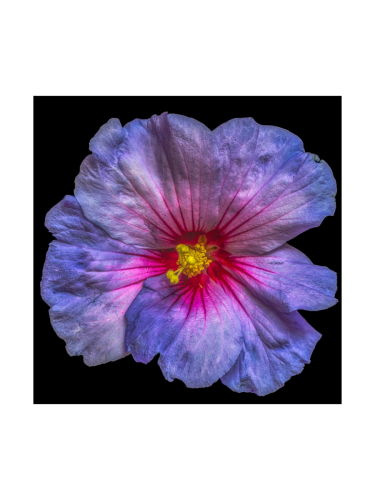 image LAND, image LAND Digitaldruck auf Glas Hibiskusblüte in Blau und Rosa Blau | Schubiger Möbel