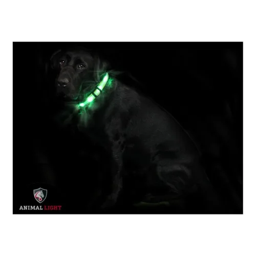 Animal Light, Animal Light Leucht - Hundehalsband "Cash" - Grün -  Grösse: S, Farbe: Grün