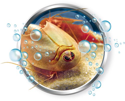 undefined, Éléve tes Triops