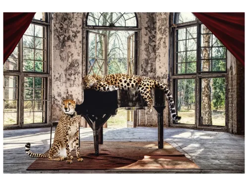 image LAND Glasbild Wild Music Cats  | Schubiger Möbel