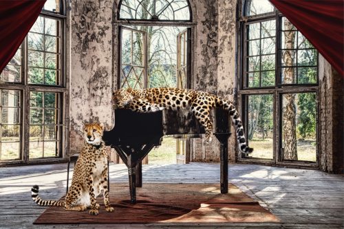 image LAND Glasbild Wild Music Cats  | Schubiger Möbel