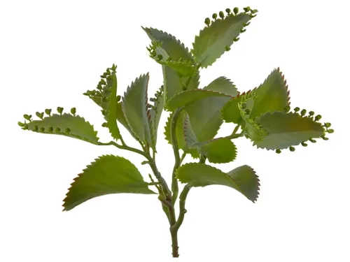 Edg, Edg Kunstpflanze Kalanchoe Hellgrün H: 25 cm  | Schubiger Möbel