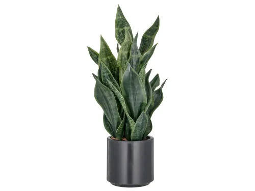 Schubiger Möbel, Gasper Kunstpflanze Sansevieria Grey Stripe, Dunkelgrün  | Schubiger Möbel