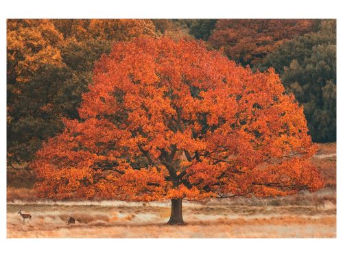 image LAND Digitaldruck auf Acrylglas Herbstbaum  | Schubiger Möbel
