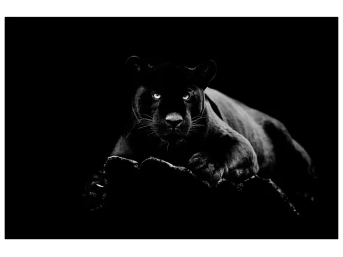 image LAND Digitaldruck auf Glas Panther  | Schubiger Möbel