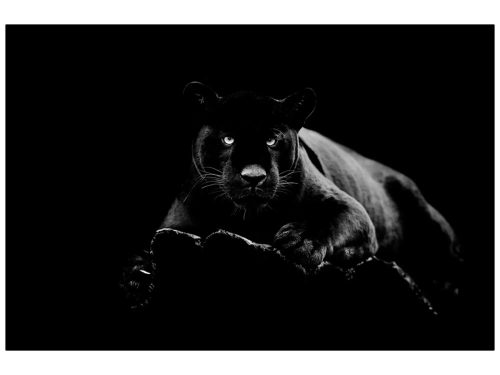 image LAND Digitaldruck auf Glas Panther  | Schubiger Möbel
