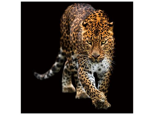 image LAND Digitaldruck auf Glas Schleichender Leopard  | Schubiger Möbel