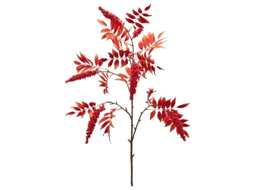 Edg, Edg Kunstblumen Hirschkolben Rot H: 24 cm  | Schubiger Möbel