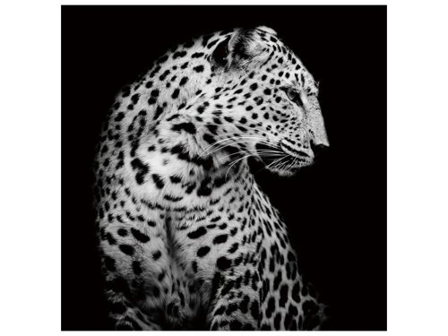 image LAND Digitaldruck auf Glas Leopard in Der Nacht  | Schubiger Möbel