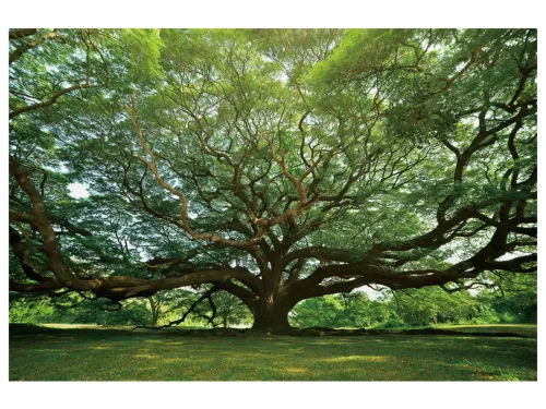 image LAND Digitaldruck auf Glas Gigantischer Baum  | Schubiger Möbel