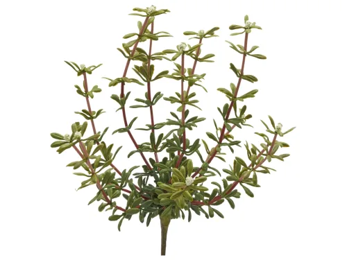 Edg, Edg Kunstblume Portulak Weiss H: 27 cm  | Schubiger Möbel